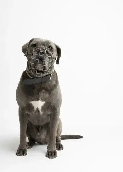 Pablo -  - Bild 11
