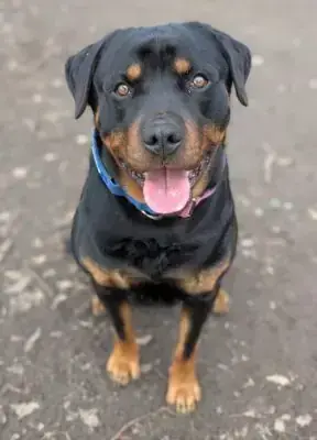 Rottweiler Aragon