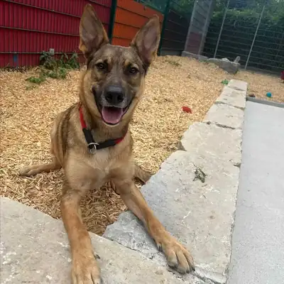 Miles – Deutscher Schäferhund, Belgischer Schäferhund – Bild 3