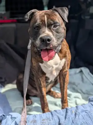 Oskar – Deutscher Boxer – Bild 2