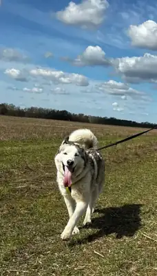 Luke – Siberian Husky – Bild 2
