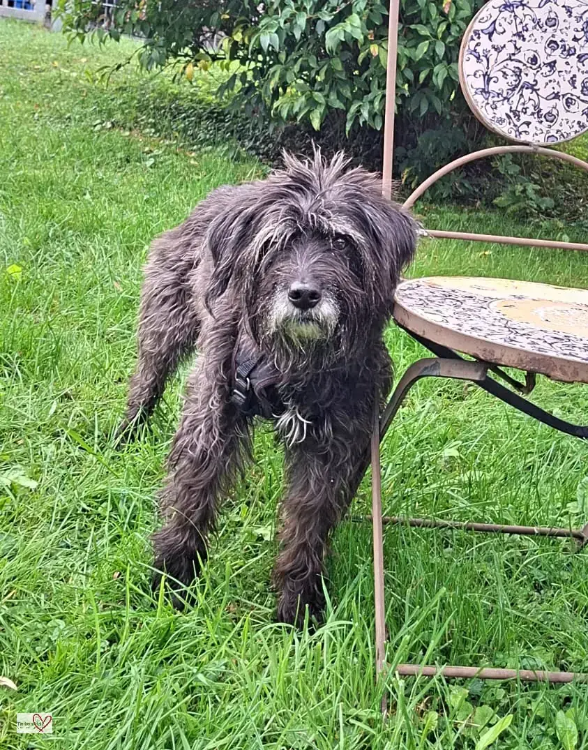 Ayla - Mittelschnauzer - Bild 1