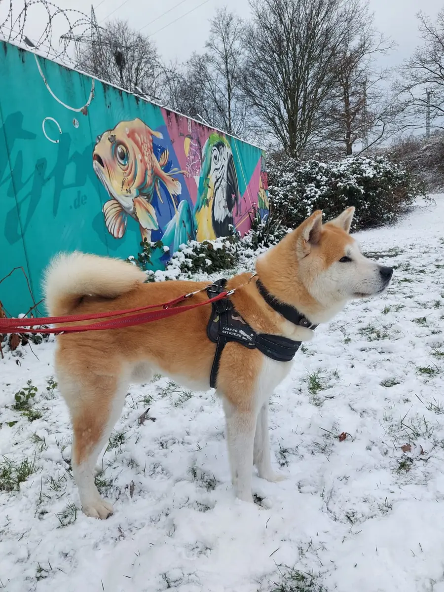Hachiko - Akita - Bild 1