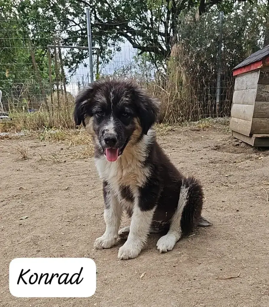 Konrad -  - Bild 1