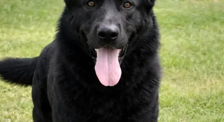 Teddy - Deutscher Schäferhund - Bild 1