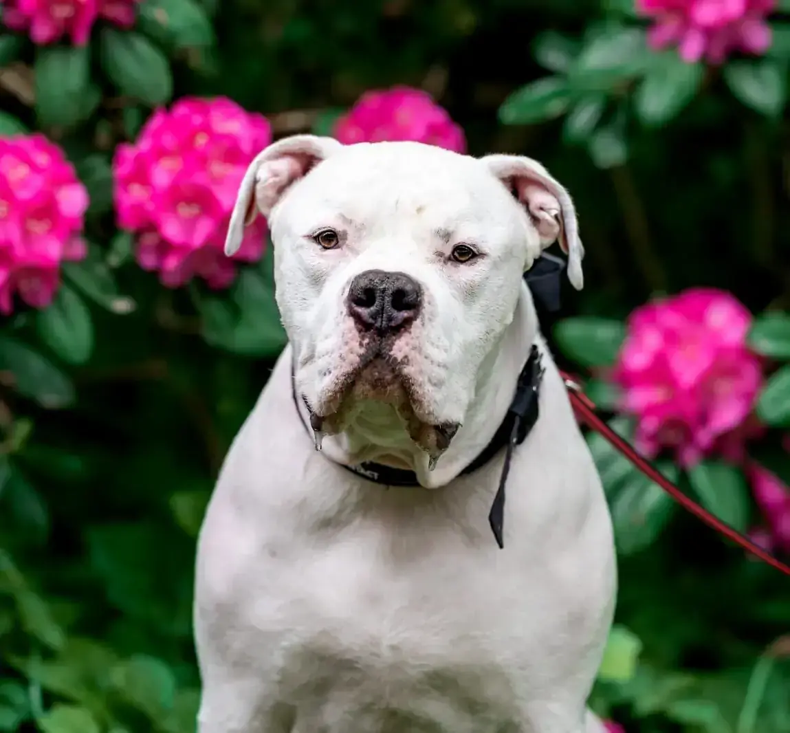 Togo - American Staffordshire Terrier - Bild 2