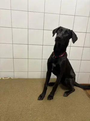 Thunder - Labrador Retriever - Bild 1