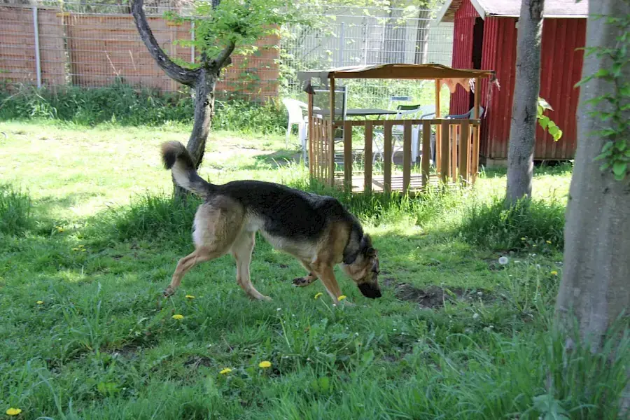 Billy - Deutscher Schäferhund - Bild 5