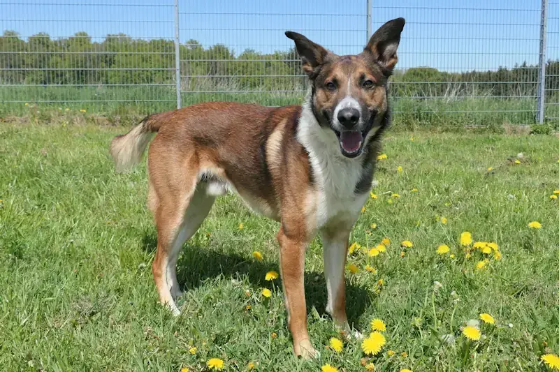 Sano - Deutscher Schäferhund - Bild 3