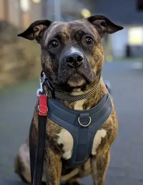 Maja -  - Bild 2