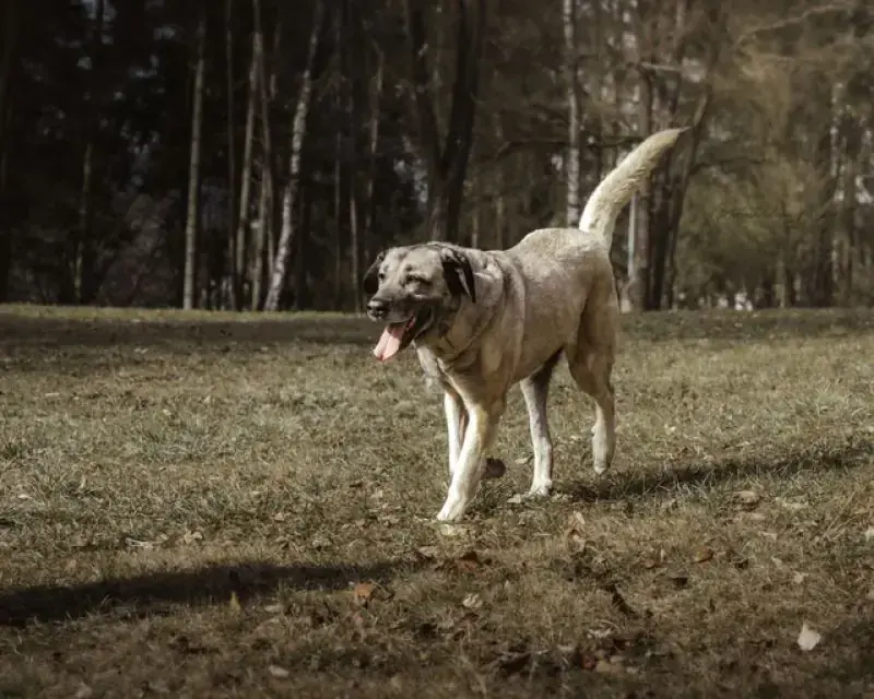 Naz - Kangal-Hirtenhund - Bild 16