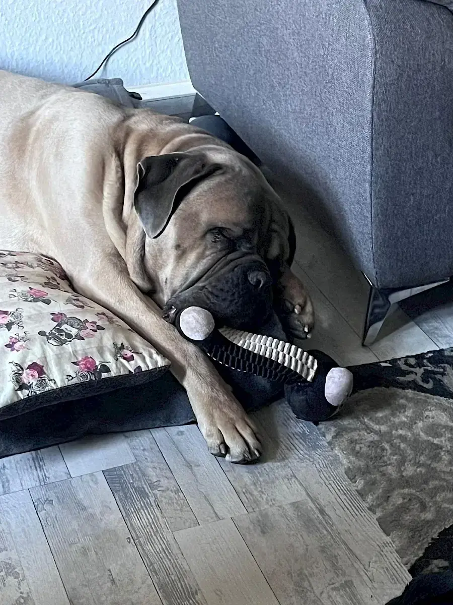 Byron - Cane Corso Italiano - Bild 12