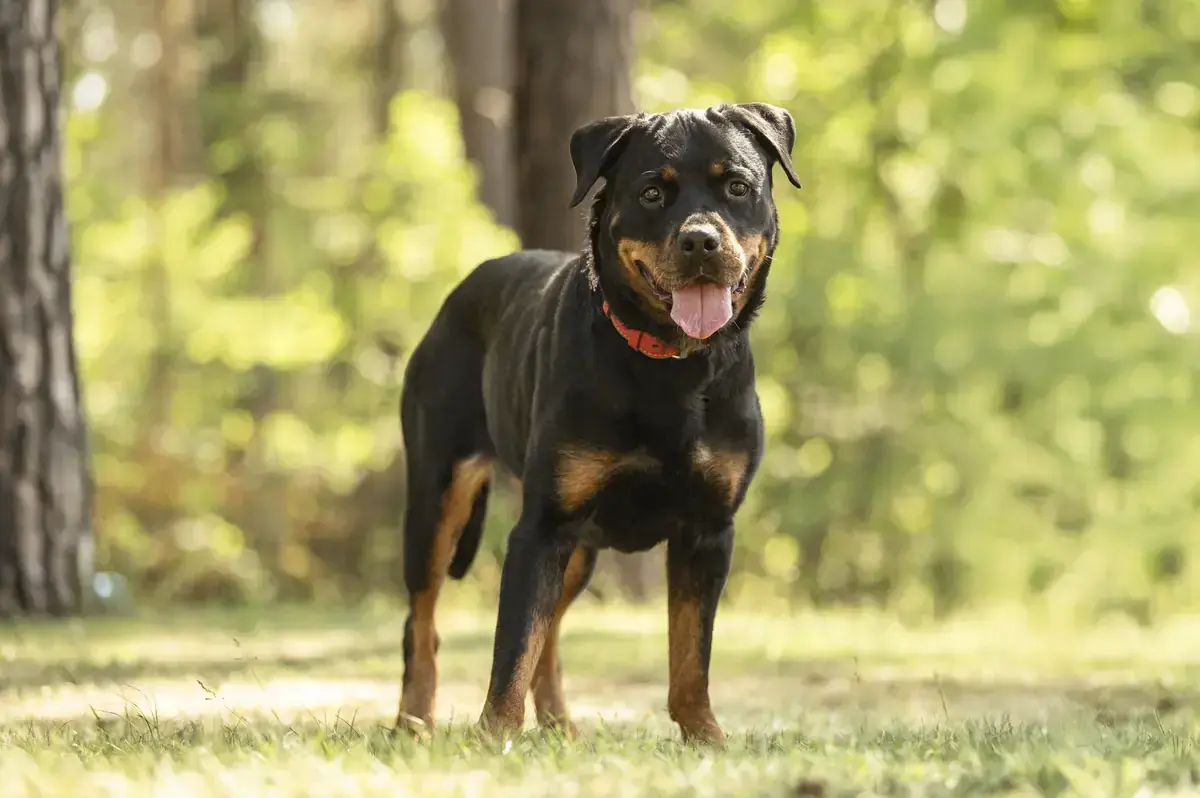 Cara - Rottweiler - Bild 2