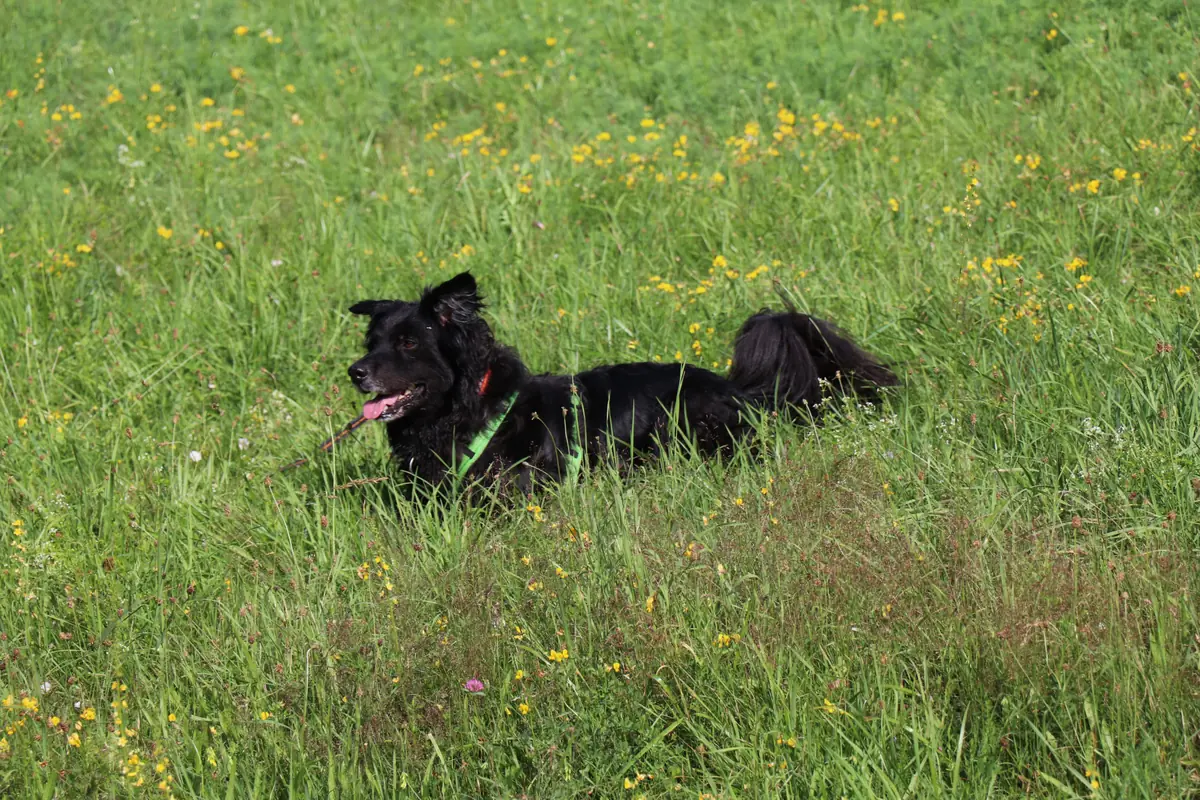 Dodo -  - Bild 3