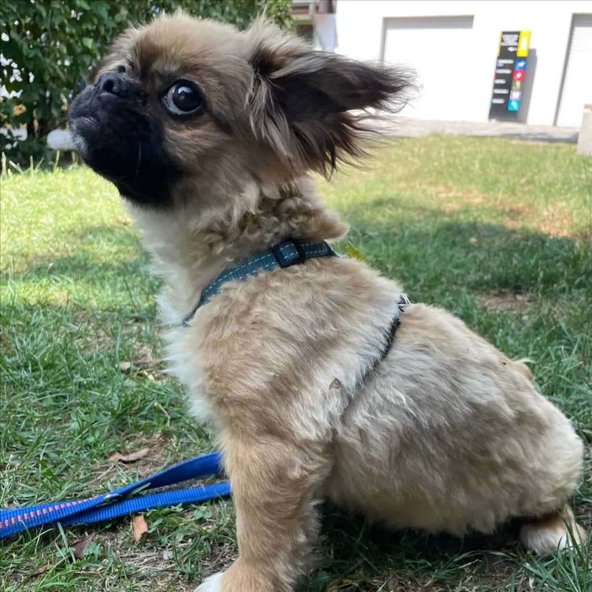 Knete - Pekingese - Bild 2