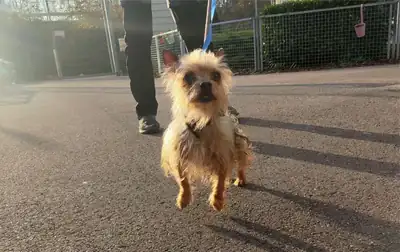 Max – Chihuahua – Bild 9