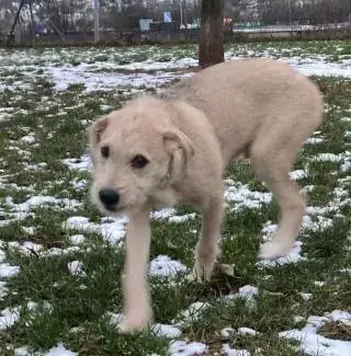 Balu -  - Bild 2