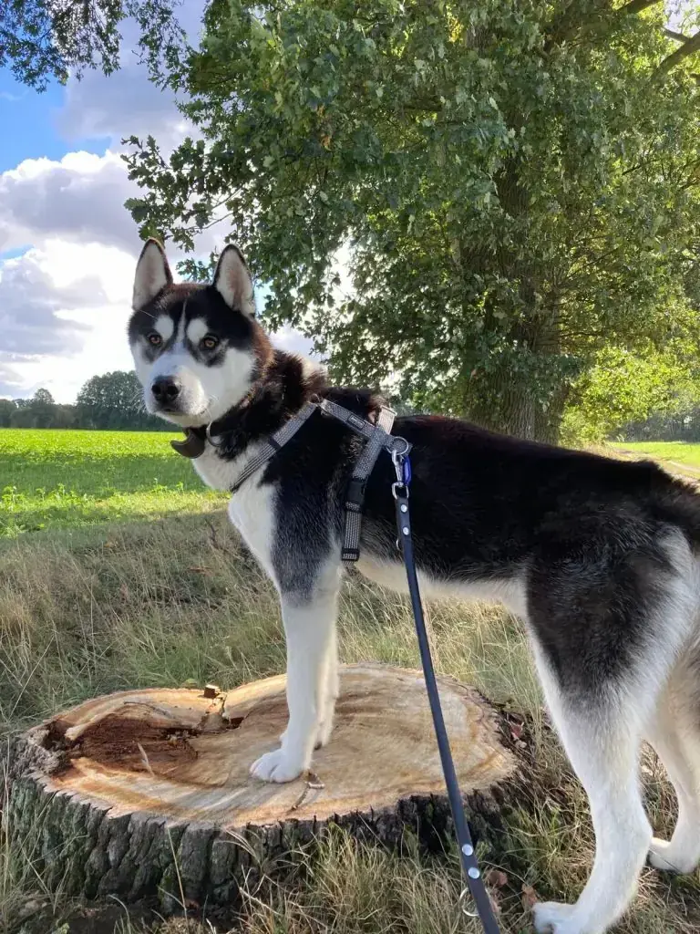 Maja - Siberian Husky - Bild 6