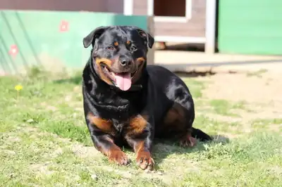 Sindy – Rottweiler – Bild 6