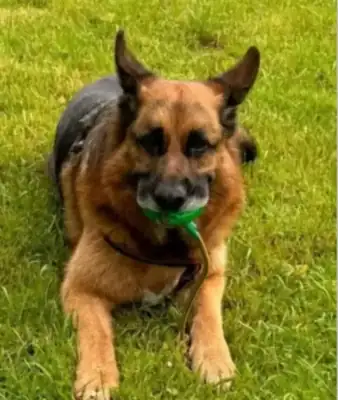 Maxl – Deutscher Schäferhund – Bild 2