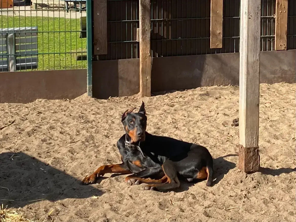 Xavier - Dobermann - Bild 4