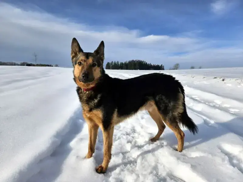 Lando -  - Bild 22
