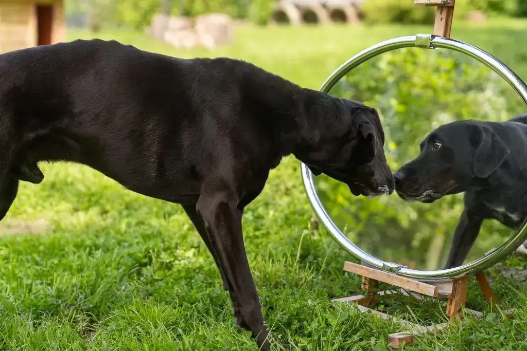 Vito - Labrador Retriever, Dobermann - Bild 1