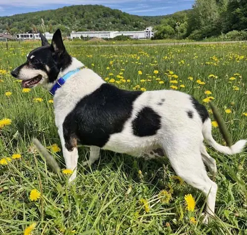 Milly -  - Bild 3