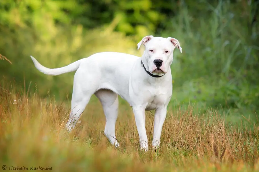 Bella - Dogo Argentino - Bild 2