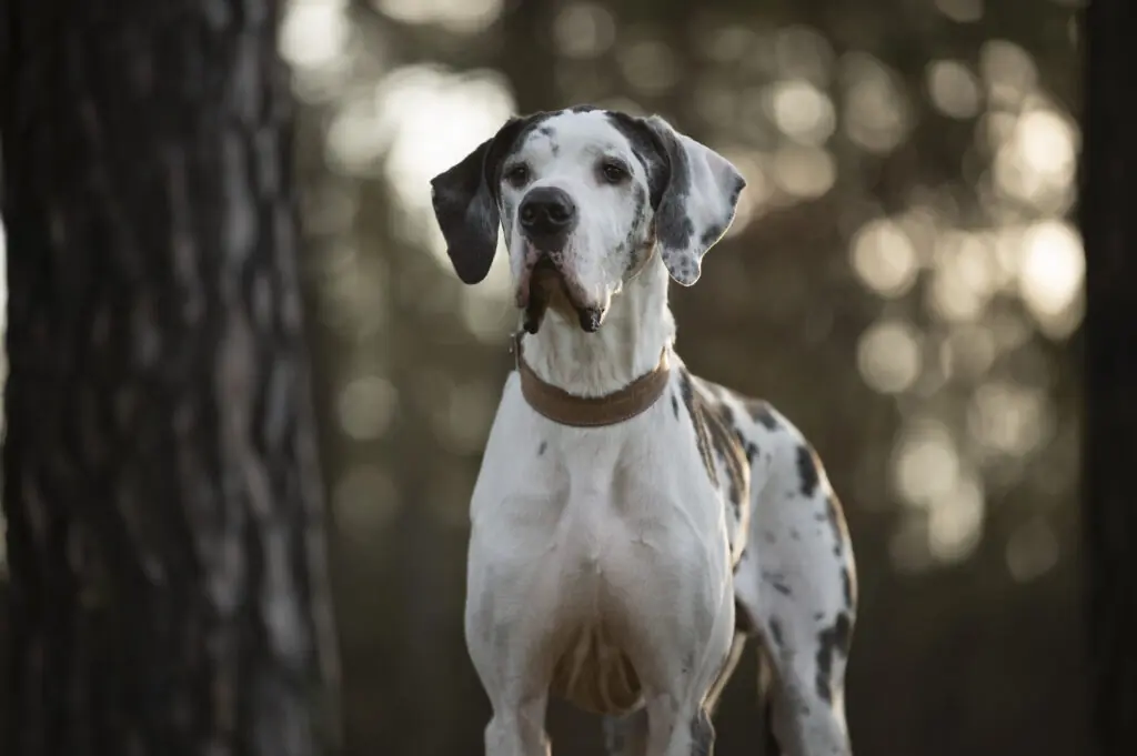 Deutsche Dogge Karl