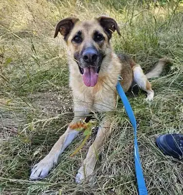 Luna – Deutscher Schäferhund – Bild 2