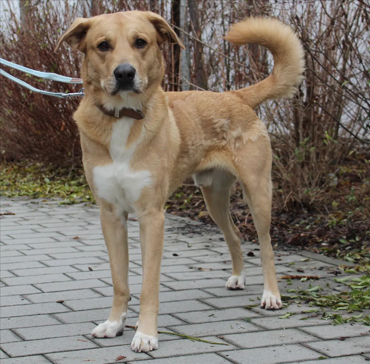 HARALD - Deutscher Schäferhund, Labrador Retriever - Bild 1