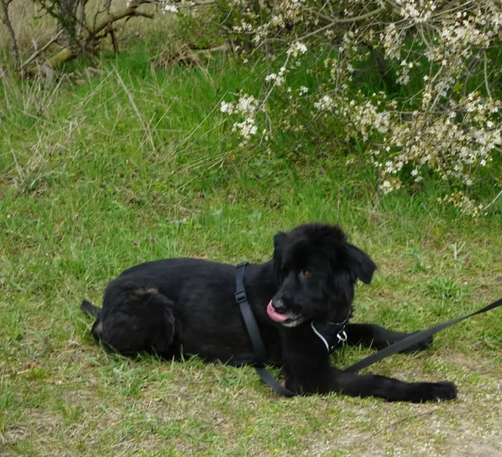 Benni -  - Bild 3