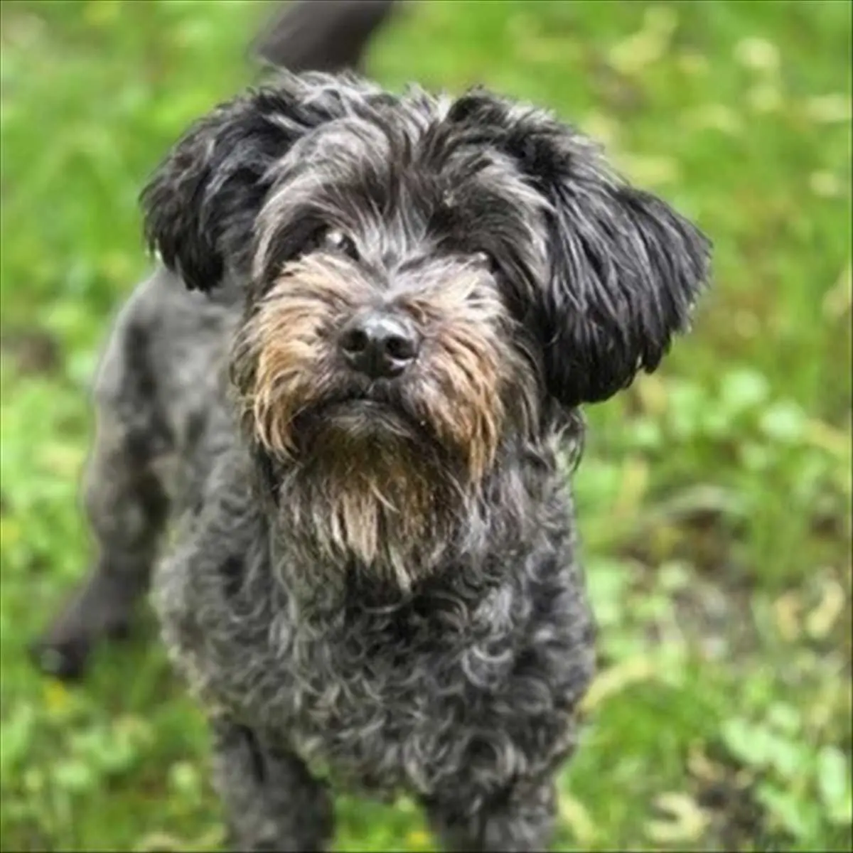 LILI - Zwergschnauzer - Bild 2