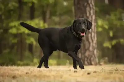 Maggeroni – Labrador Retriever – Bild 2
