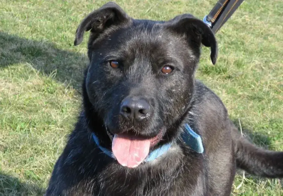 Blacky -  - Bild 1