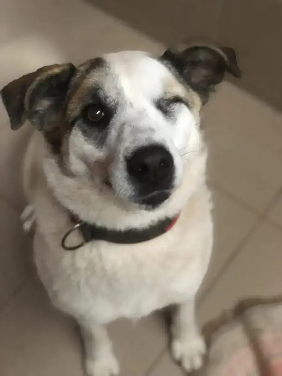 Hund Olivia