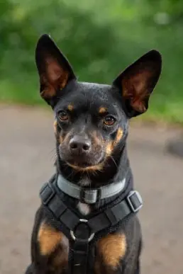 Snuggles - Deutscher Pinscher - Bild 1