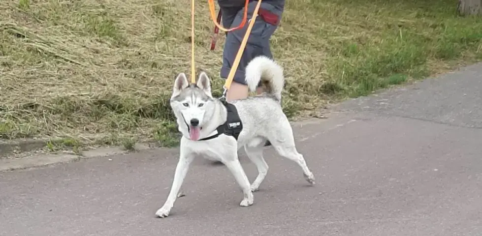 Ice - Siberian Husky - Bild 6