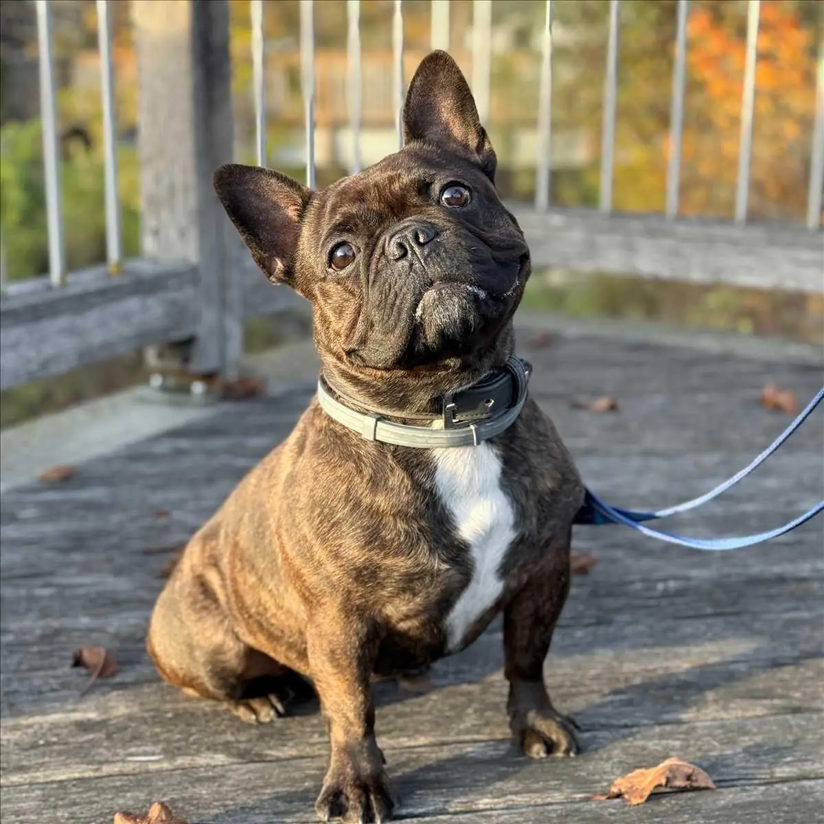 SMOKY - Französische Bulldogge - Bild 1