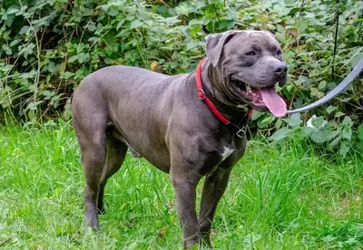 Maximus – Mischling – Bild 2