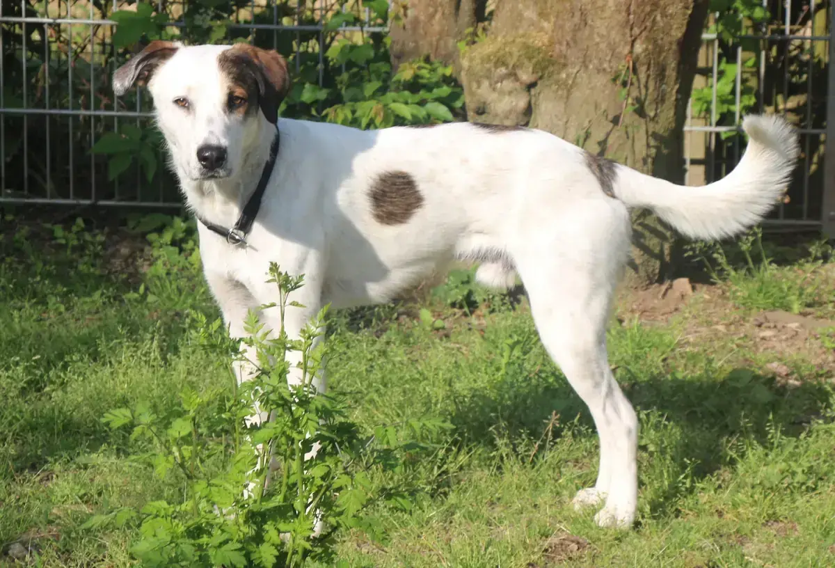 Benny -  - Bild 8