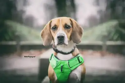 Timo – Beagle – Bild 8