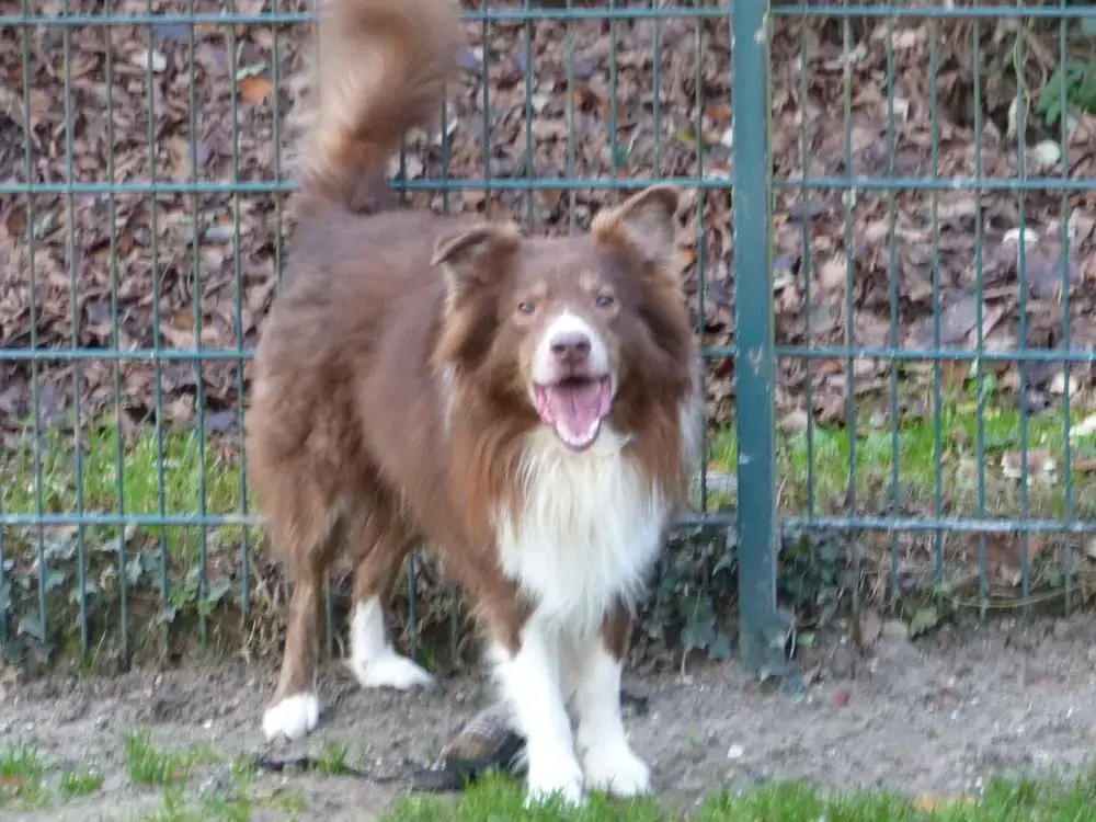 Rocko -  - Bild 2