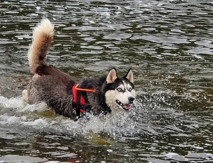 Flash - Siberian Husky - Bild 4