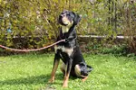 Bali - Labrador Retriever, Deutscher Schäferhund - Bild 3