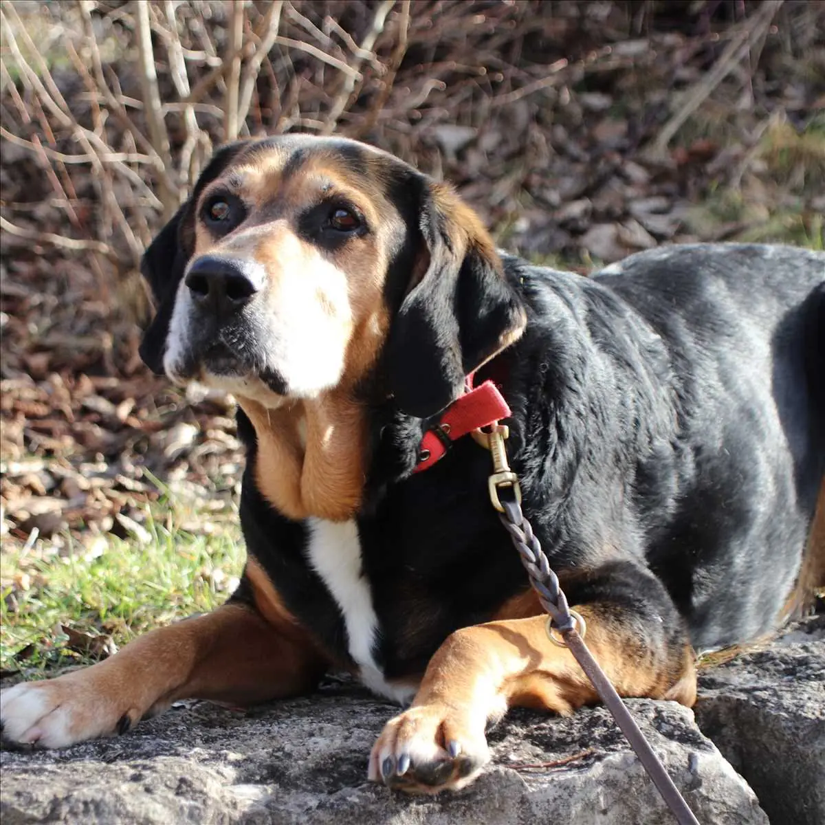 CHARLY -  - Bild 1