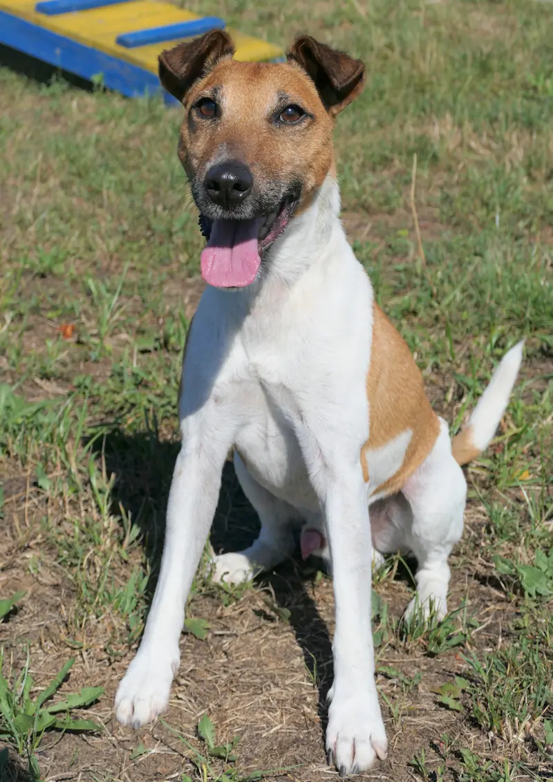 Ramses - Foxterrier Drahthaar - Bild 2