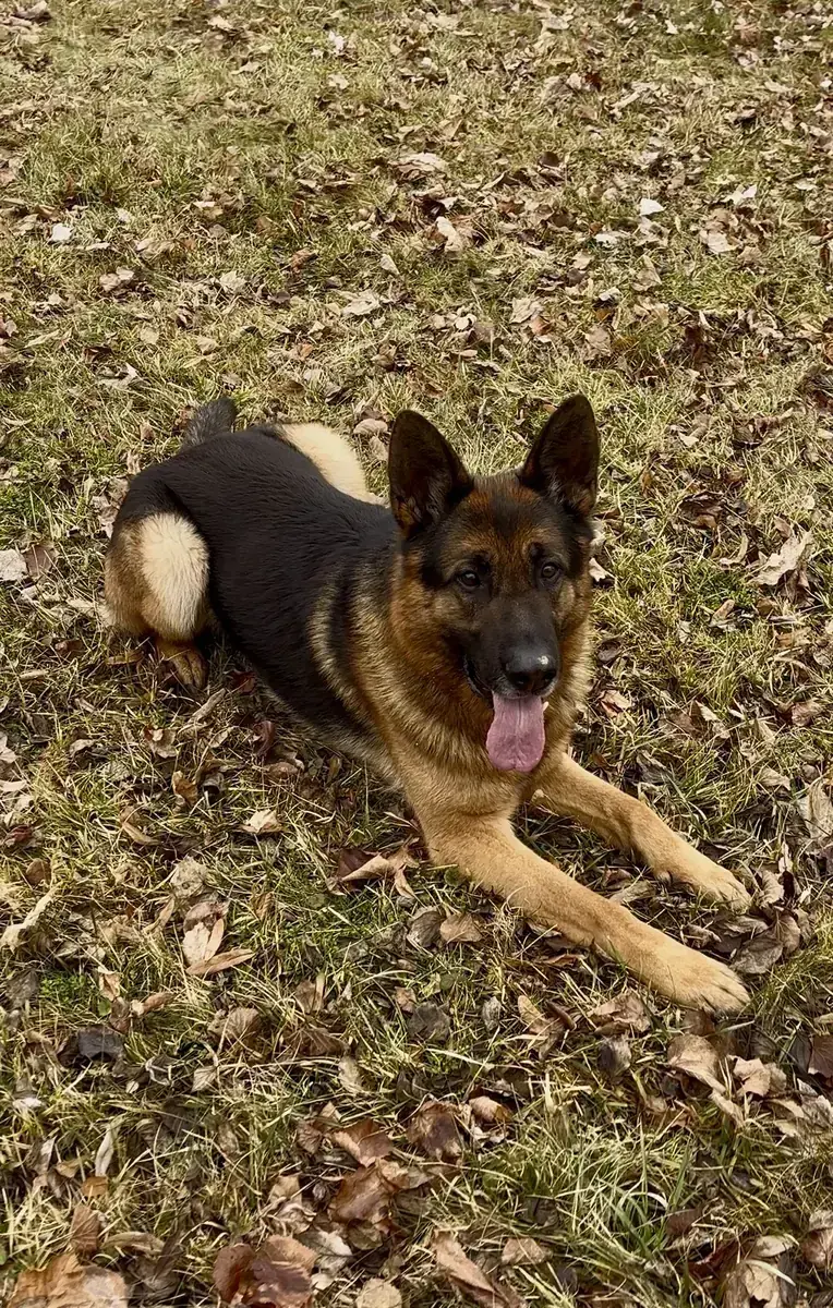 Diego - Deutscher Schäferhund - Bild 1