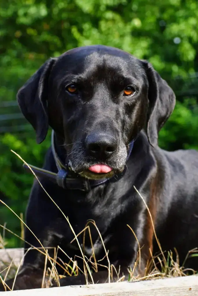 Vito - Labrador Retriever, Dobermann - Bild 8